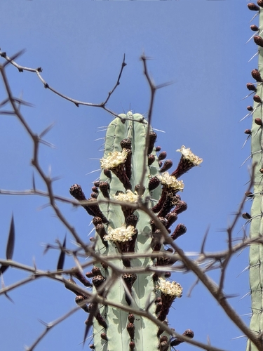 Pachycereus weberi, photograph 4