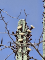 Pachycereus weberi, photograph (c) Giovana A. Valencia, some rights reserved (CC BY)