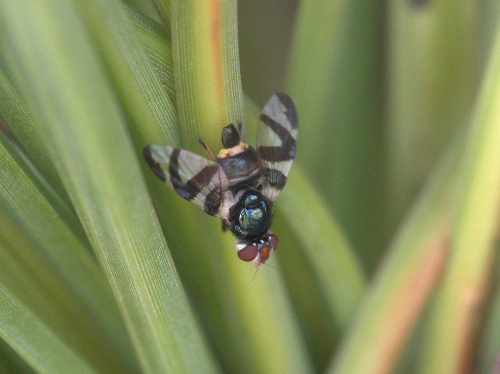 Lenophila secta