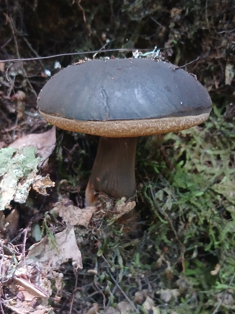 Tylopilus formosus · February 2026 · photo: © claire_grace83 (iNaturalist, cc-by)