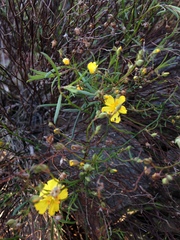 Crocanthemum scoparium