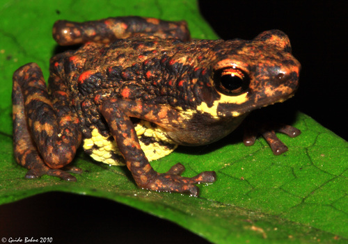 Dwarf Toad, Pelophryne brevipes
