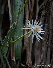 Epiphyllum hookeri