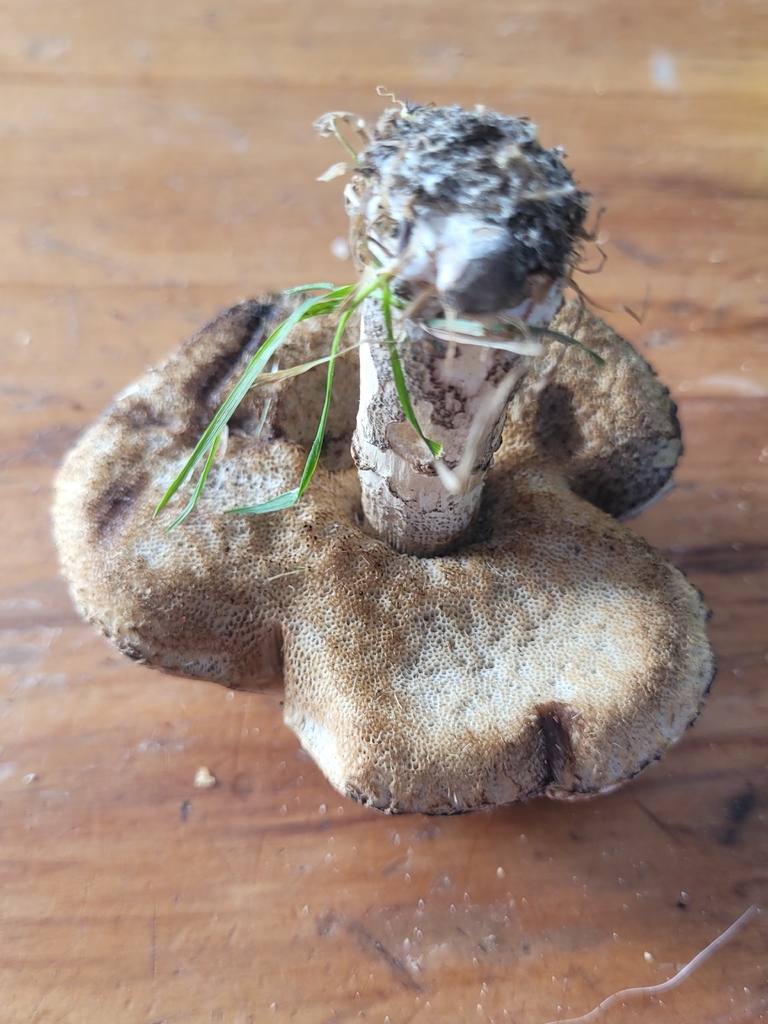 Leccinum scabrum · February 2026 · photo: © bylsand (iNaturalist, cc-by)