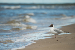 Chroicocephalus ridibundus