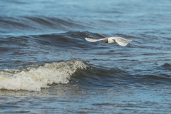 Chroicocephalus ridibundus