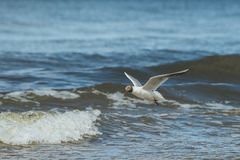 Chroicocephalus ridibundus