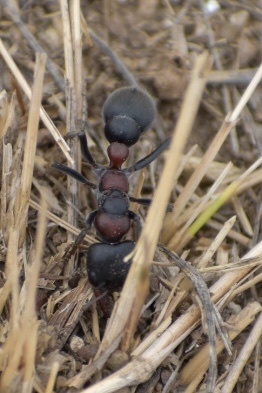 Wide-jawed Bull Ant