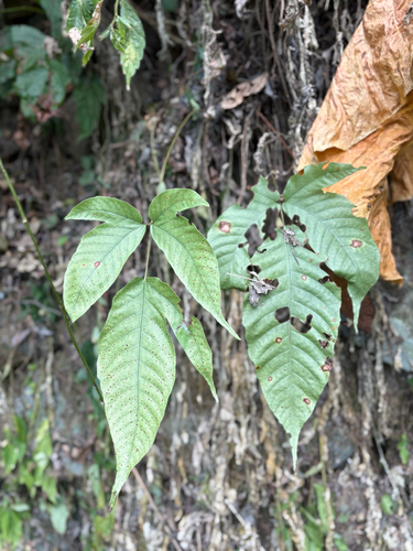 Tectaria polymorpha
