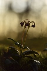 Chimaphila umbellata