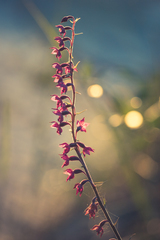 Epipactis atrorubens