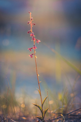 Epipactis atrorubens