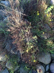 Crocanthemum scoparium