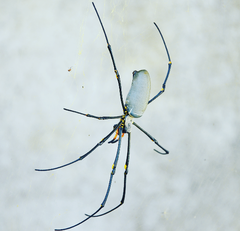 Nephila vitiana