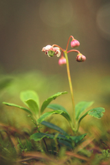 Chimaphila umbellata