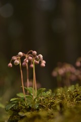 Chimaphila umbellata