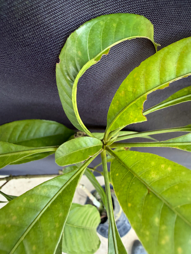 Barringtonia macrostachya, photograph 6