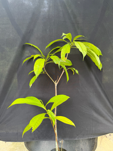 Barringtonia macrostachya, photograph 1