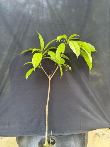 Red putat (Barringtonia macrostachya)