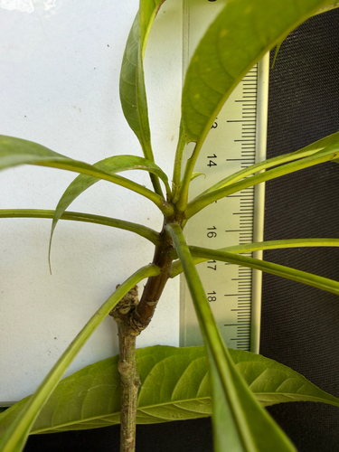 Barringtonia macrostachya, photograph 5
