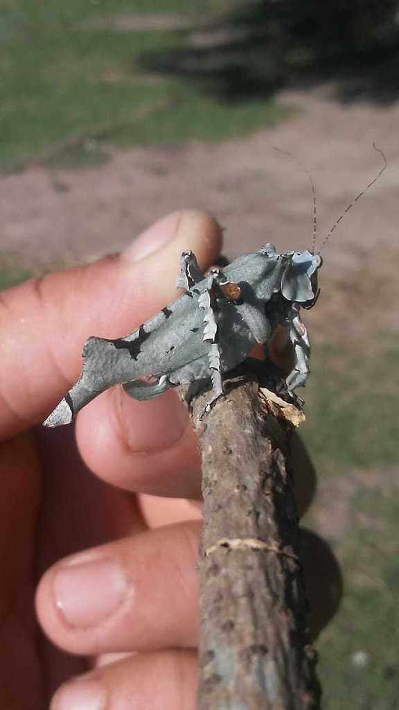 Lichenomorphus pirani