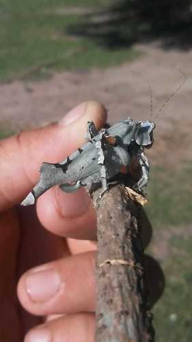 Lichenomorphus pirani