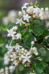 Pomaderris obcordata