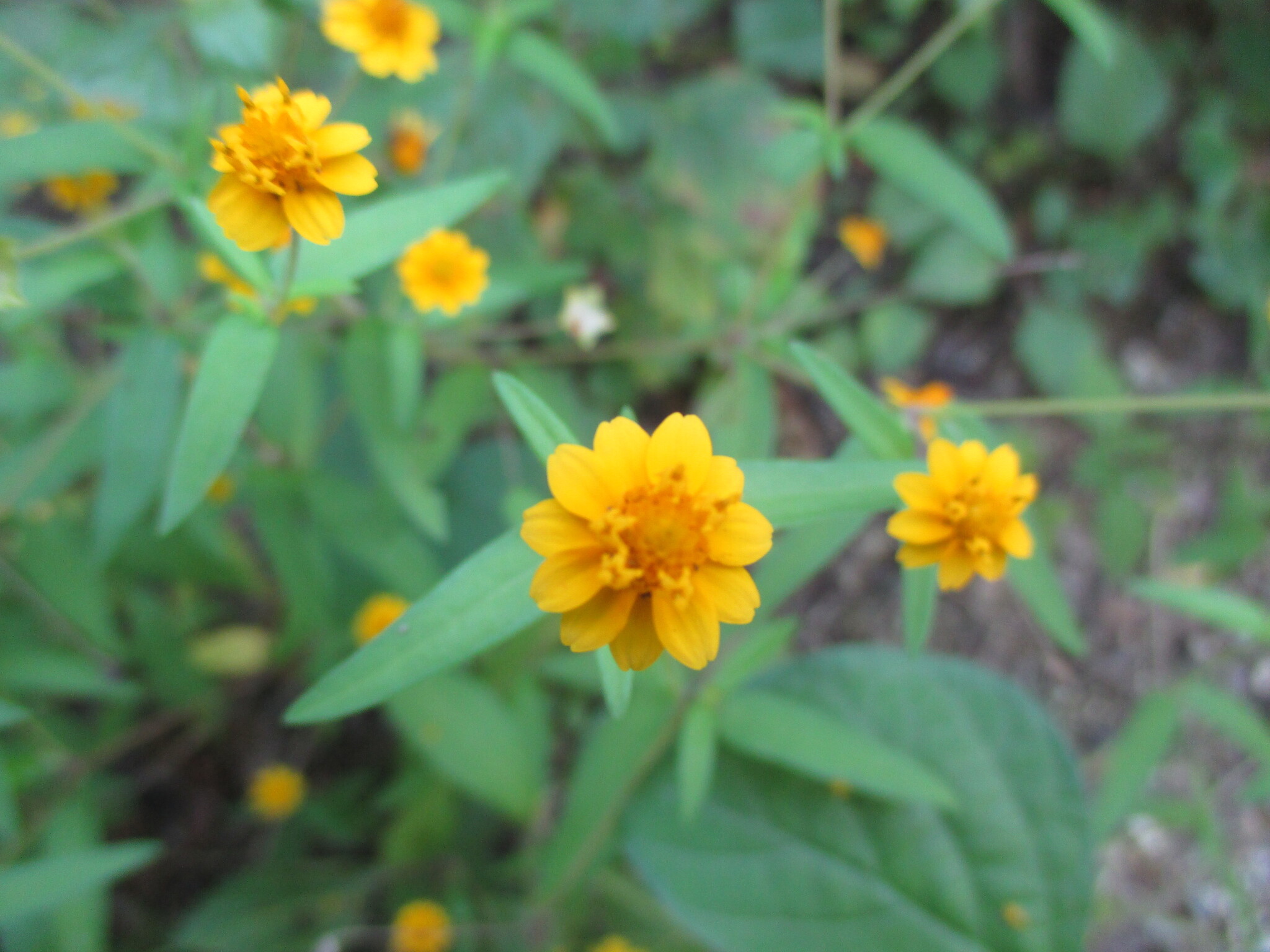 Boton De Oro (Melampodium divaricatum)