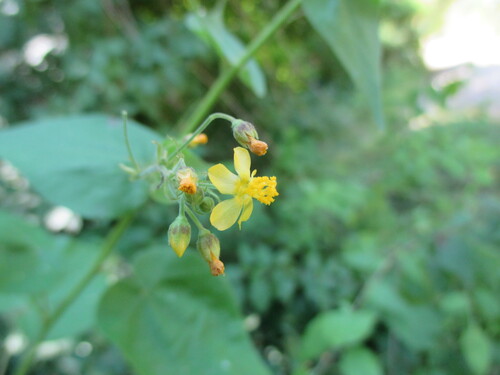 big yellow velvetleaf (Wissadula amplissima)