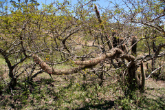 Cleistocactus tominensis