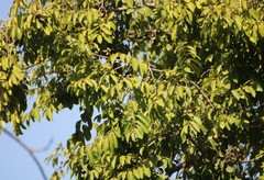 Putranjiva roxburghii