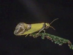 Chrysonoma catoptrina