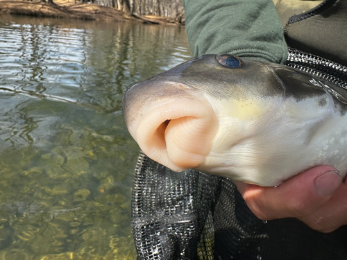 River redhorse (Moxostoma carinatum) — Catostomidae — 5
