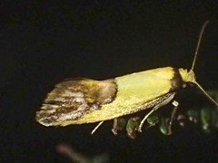 Chrysonoma catoptrina