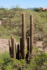 Cleistocactus tominensis