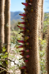 Cleistocactus tominensis