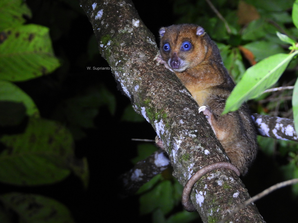 Blue-eyed Cuscus (Phalanger matabiru)