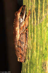 Polypedates leucomystax