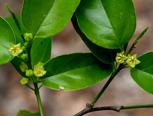 Dallachya vitiensis observed 2025-12-04