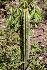 Cleistocactus tominensis