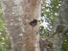 Megascops asio mccallii