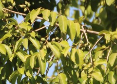 Putranjiva roxburghii