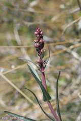 Penstemon subulatus