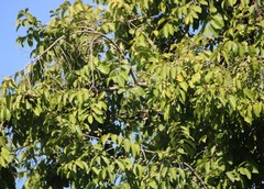 Putranjiva roxburghii