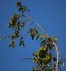 Putranjiva roxburghii