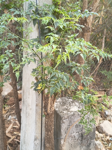 Millingtonia (Millingtonia hortensis)