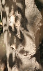 Putranjiva roxburghii