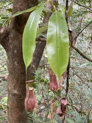Nepenthes distillatoria