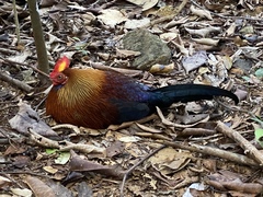 Gallus lafayettii