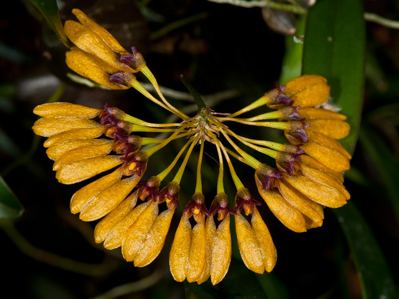 Bulbophyllum skeatianum